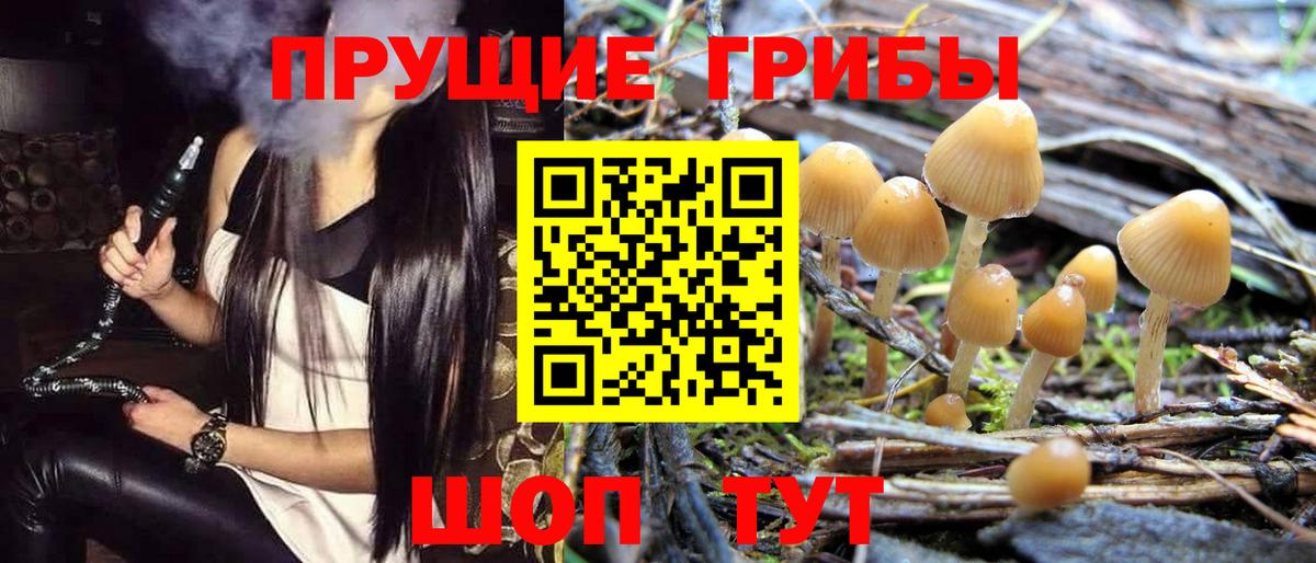 Псилоцибиновые грибы Psilocybe  Вход с VPN  Кубинка 